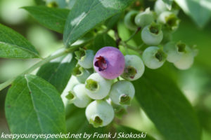 unripe high bush blueberries 