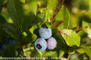 low bush blueberry 