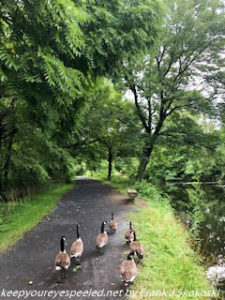 canada geese on path along canal
