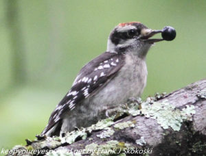 woodpecker with berry 
