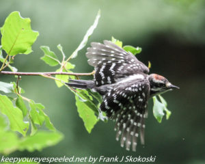 woodpecker in flight 