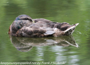 mallard duck sleeping on water
