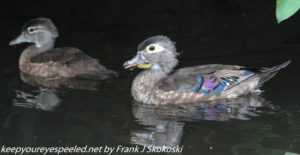 female wood duck on canal