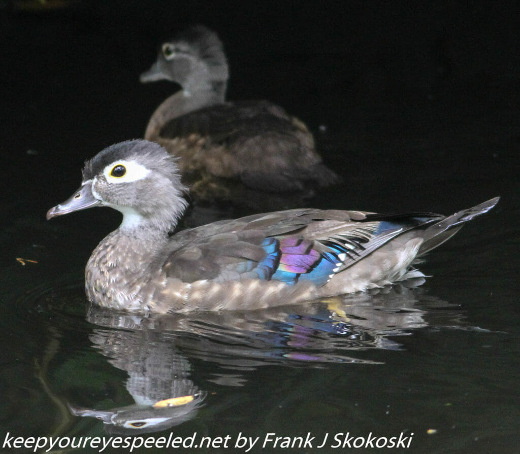 Weissport canal wood ducks (3 of 12)