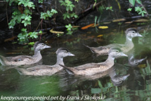 wood ducks on canal