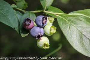high bush blueberry or swamper 