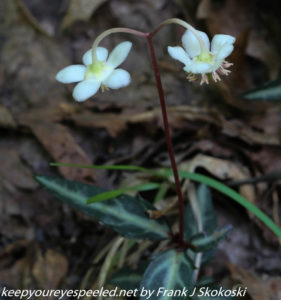spotted wintergreen flowers