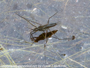 water bug on pond 