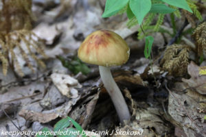 mushroom 