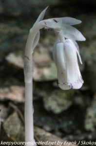 white indian pipe flower 