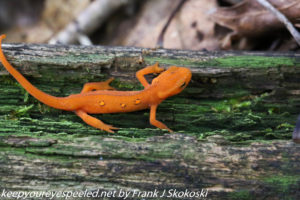 eastern or red spotted newt on log 