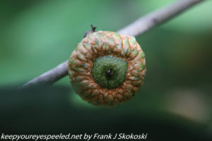 scrub oak acorn 