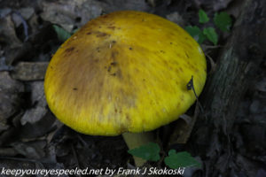 yellow amanita mushroom 