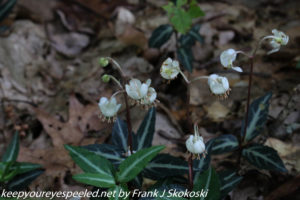 spotted wintergreen 