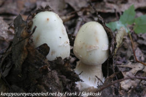 amanita mushrooms 