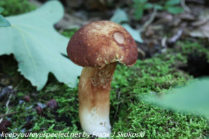 bi-colored bolete mushroom 