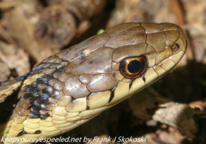 garter snake up close