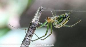 orb weaver spider on web 