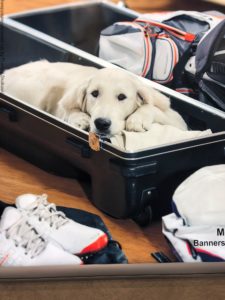 dog in suitcase 