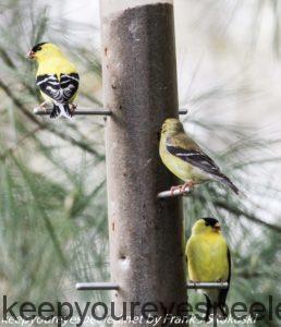 gold finches at feeder 