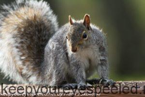 squirrel eating seeds 