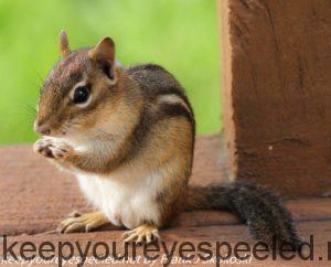chipmunk eating seeds 