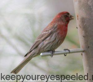 house finch at feeder 