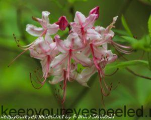 pink or honeysuckle azalea 
