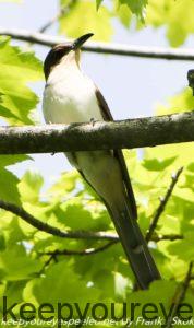 black-billed cuckoo on branch 