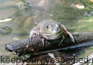 frog on log 