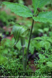 jack-in- the pulpit 