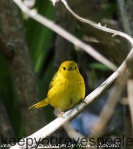 yellow warbler on branch 