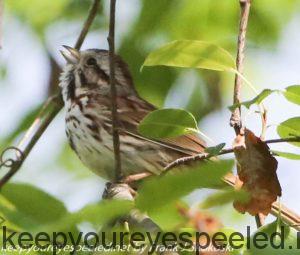 song sparrow in tree 