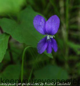 wild blue violet flower 