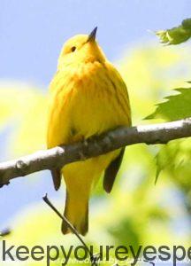 yellow warbler 