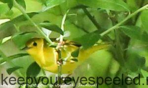 yellow warbler in tree 