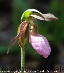 lady slipper orchid or duck flower 