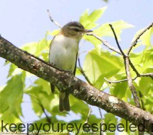red-eyed vireo on perch 