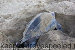 leatherback turtle laying eggs 