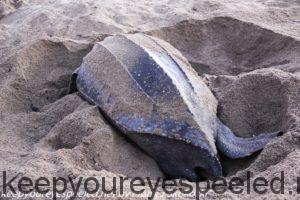 leatherback turtle on beach 