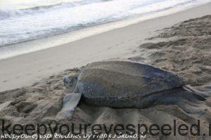 Turtle in sand on beach 