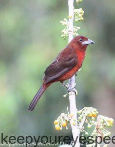 female silver beaked tanager on tree 