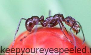 close up of ant on flower 