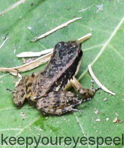 frog on leaf 