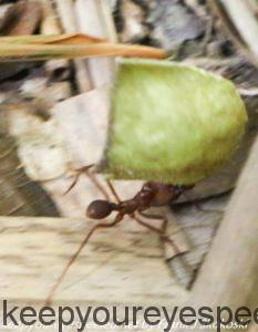 ant carrying leaf 