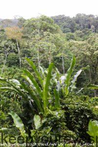 tropical vegetation on trail 
