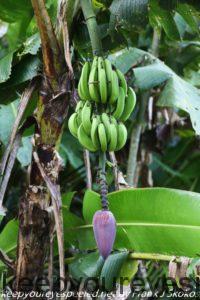 wild banana tree with fruit 