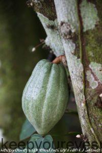 cocoa pod on tree 