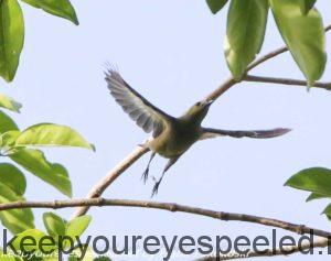 palm tanager in flight 