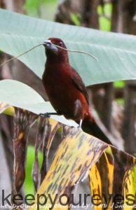 silver beaked tanager 